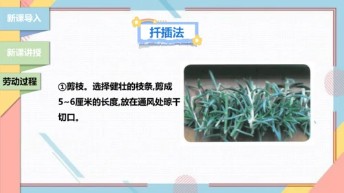 【北师大版】二年级《劳动实践指导手册》第11课《一起来种太阳花》课件