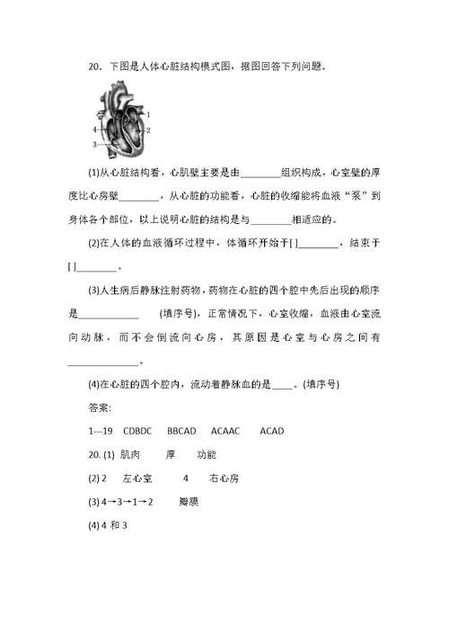 部编初中生物下册心脏必考知识点