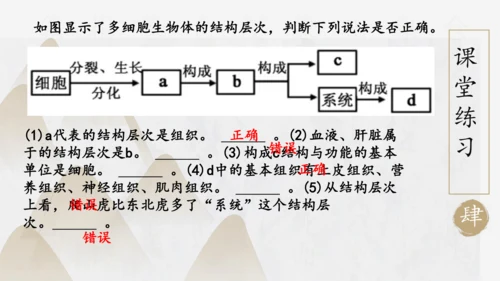 2.2.3 植物体的结构层次2023-2024学年七年级生物上册精品课件（人教版）(共18张PPT)