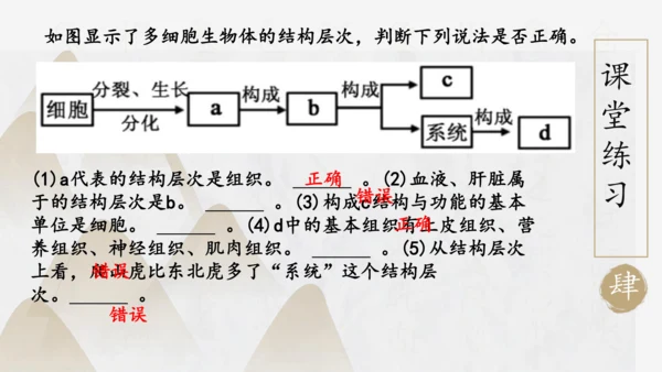 2.2.3 植物体的结构层次2023-2024学年七年级生物上册精品课件（人教版）(共18张PPT)
