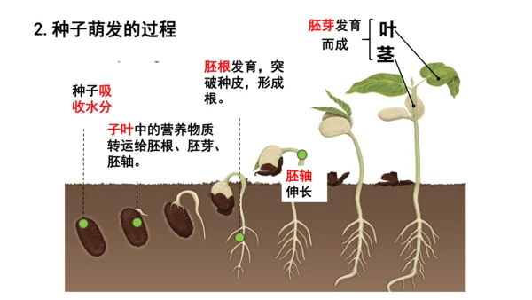 人教版七年级生物上册第三单元第一与二章复习课件(共21张PPT)