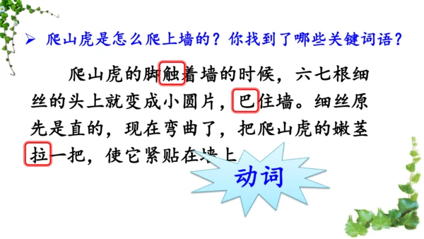 10 爬山虎的脚  课件