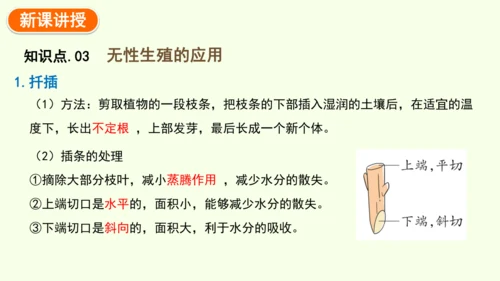 7.1.1植物的生殖-八年级生物人教版下学期同步精品课件(共33张PPT)