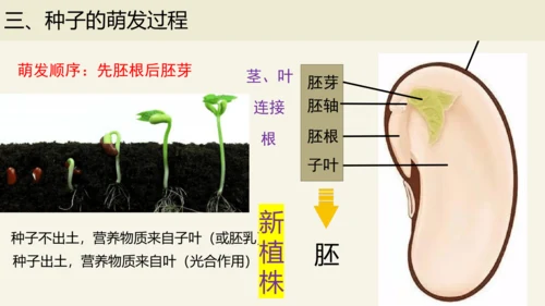 3.2.1 种子的萌发-2023-2024学年七年级生物上册优质课件（人教版）(共28张PPT)