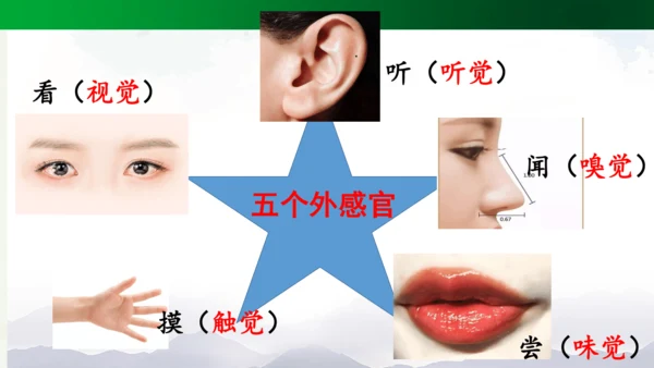 统编版三上第五单元 习作例文：我爱故乡的杨梅   课件
