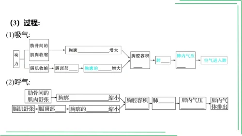 七年级下册 第三章 人体的呼吸【2023春人教七下生物期中期末复习课件】(共28张PPT)