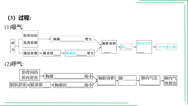 七年级下册 第三章 人体的呼吸【2023春人教七下生物期中期末复习课件】(共28张PPT)