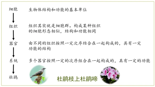 2.2.3植物体的结构层次 【说课课件】2023--2024学年人教版生物七年级上册(共42张PPT