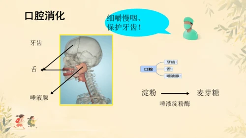 初中生物学人教版（新课程标准）七年级下册第4.2.2 消化和吸收课件(共21张PPT)