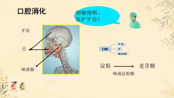 初中生物学人教版（新课程标准）七年级下册第4.2.2 消化和吸收课件(共21张PPT)