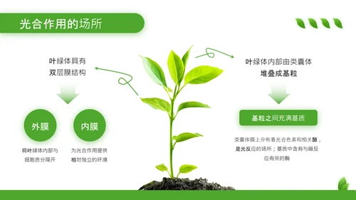 绿色清新风植物的光合作用PPT模板