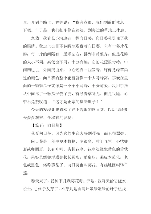 描写向日葵的作文.docx