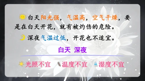 13《花钟》（课件）
