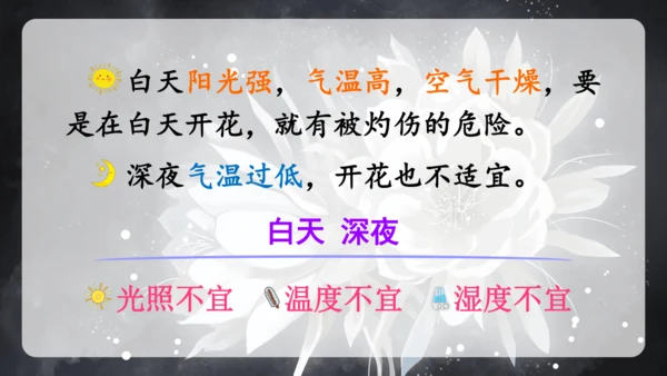 13《花钟》（课件）