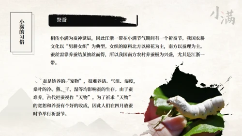 传统节气小满一抹绿色通用PPT模板