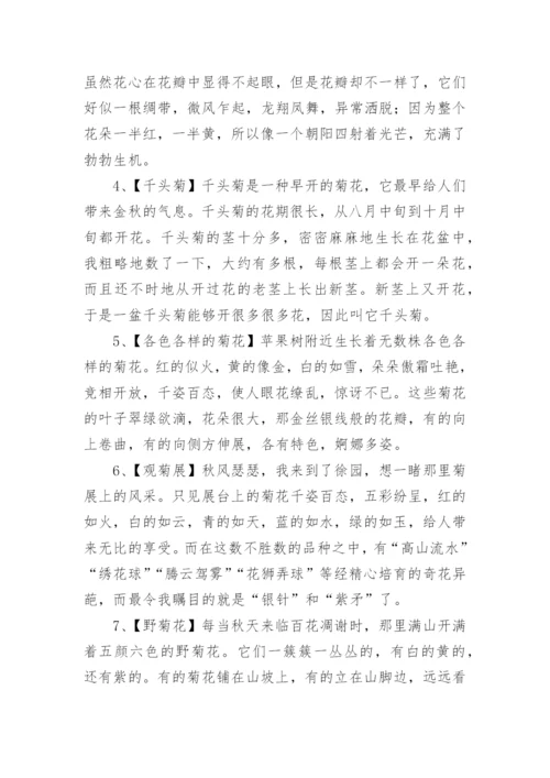 描写菊花的优美句子.docx