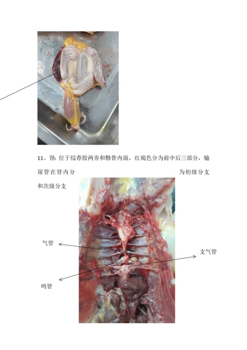 2023年鸡的解剖实验报告.docx