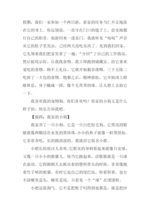 写小动物的作文500字.docx