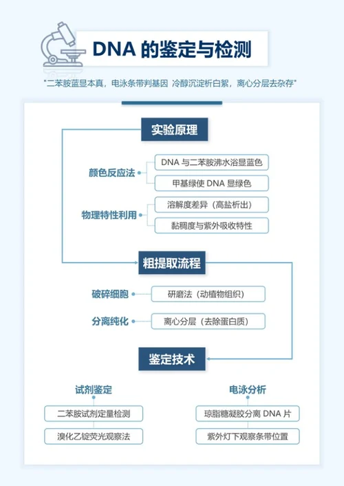 学习笔记-高中生物蓝色简约word模板