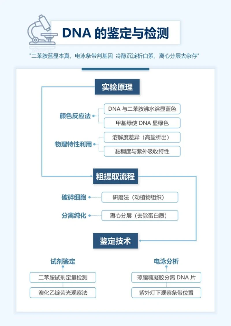 学习笔记-高中生物蓝色简约word模板