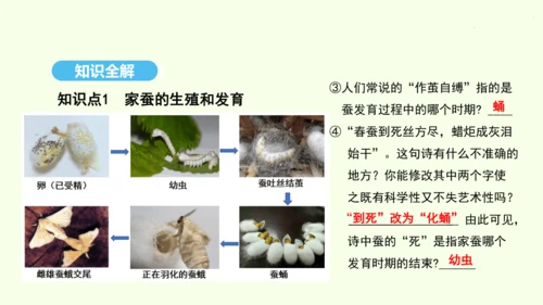 7.1.2昆虫的生殖和发育课件-人教版生物八年级下册(共26张PPT)
