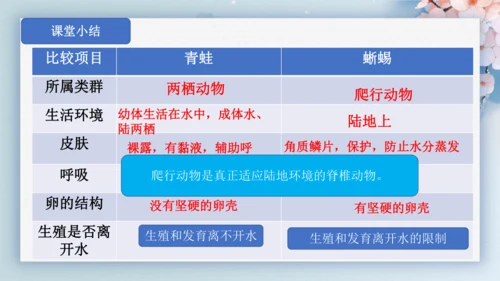 2.2.2脊椎动物（第2课时两栖动物和爬行动物）-七年级生物上册同步优质备课系列（人教版2024新教
