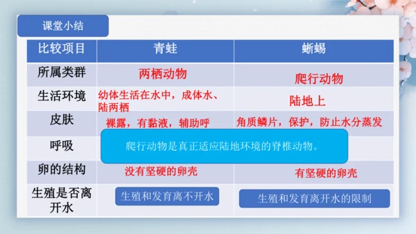 2.2.2脊椎动物（第2课时两栖动物和爬行动物）-七年级生物上册同步优质备课系列（人教版2024新教