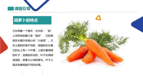 各式各样的蔬菜