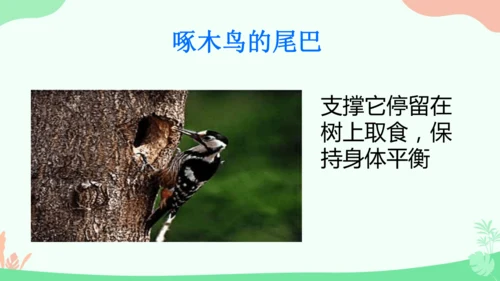 20 小壁虎借尾巴 课件