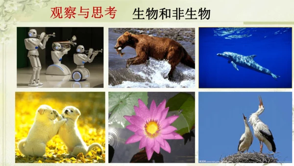 人教版（2024）七年级上册1.1.2 生物的特征 课件(共20张PPT)