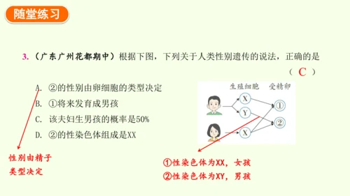 7.2.4人的性别遗传-八年级生物人教版下学期同步精品课件(共28张PPT)