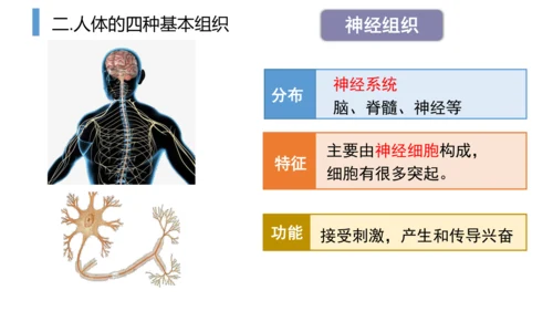 2.2.2 动物体的结构层次-2023-2024学年七年级生物上学期备课课件（人教版）(共26张PP