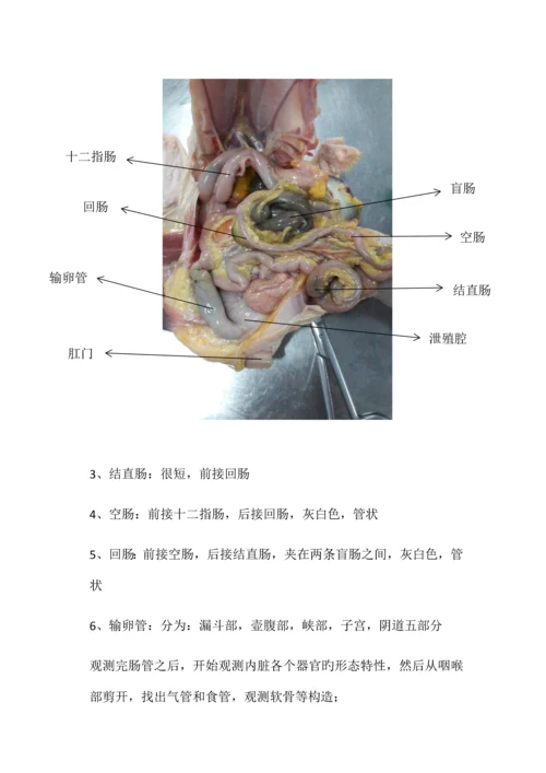 2023年鸡的解剖实验报告.docx