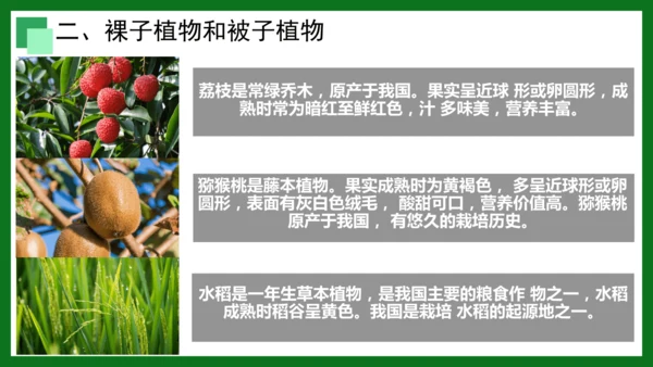 人教版（2024）七年级上册2.1.2 种子植物 课件(共32张PPT)+视频素材