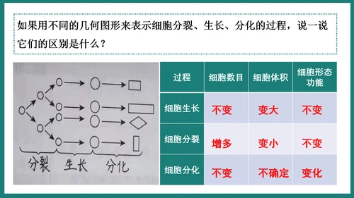 第一单元第三章从细胞到生物体（复习课件）-七年级生物上册同步教学精制课件（人教版2024）(共44张