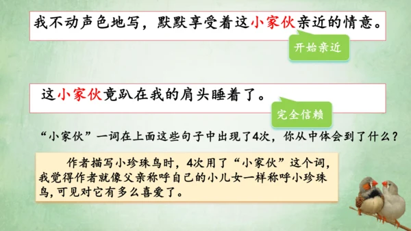 4.珍珠鸟 课件