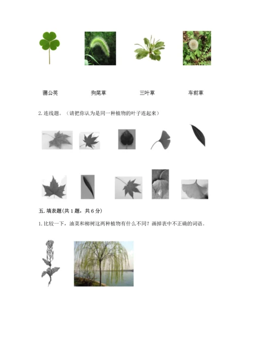 教科版科学一年级上册第一单元《植物》测试卷及答案【易错题】.docx