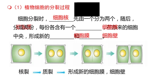 人教版（2024）七年级上册1.3.1细胞通过分裂产生新细胞 课件(共19张PPT)