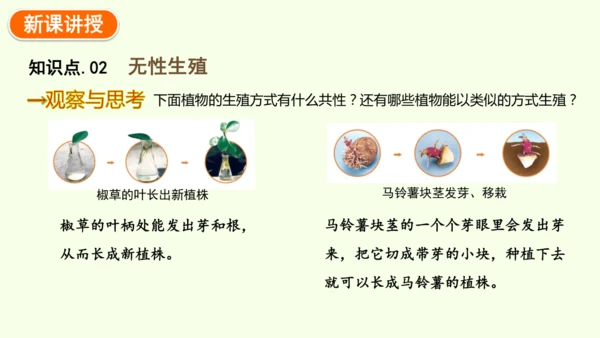 7.1.1植物的生殖-八年级生物人教版下学期同步精品课件(共33张PPT)