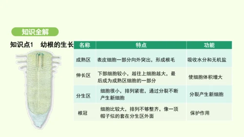 第三单元-第一章-第二节-植株的生长课件-2024-2025学年七年级生物下学期人教版(2024)(