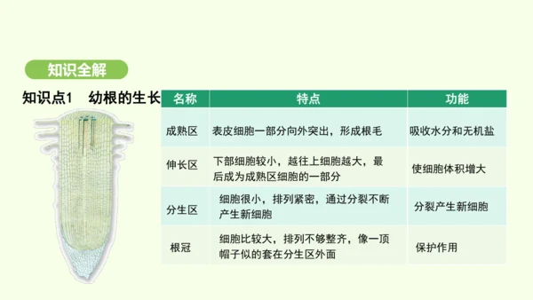 第三单元-第一章-第二节-植株的生长课件-2024-2025学年七年级生物下学期人教版(2024)(