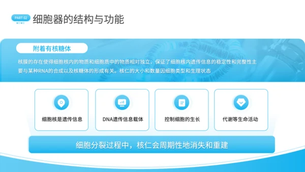 蓝色简约风细胞结构探秘PPT