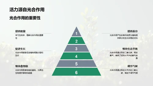 揭秘植物生长之谜