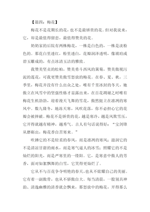 借物喻人的作文600字梅花.docx