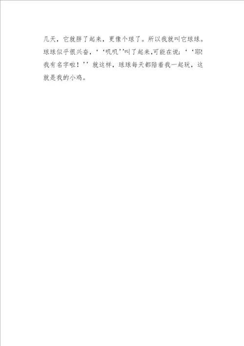 六年级作文我和小鸡550字