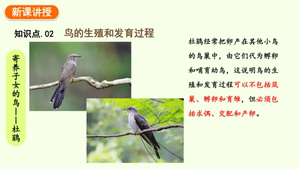 7.1.4鸟的生殖和发育-八年级生物人教版下学期同步精品课件(共24张PPT)