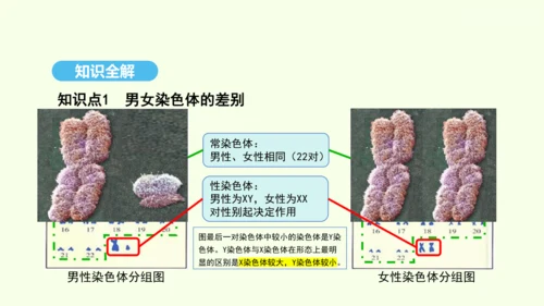 7.2.4人的性别遗传课件-人教版生物八年级下册(共31张PPT)