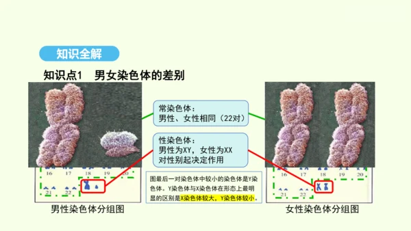 7.2.4人的性别遗传课件-人教版生物八年级下册(共31张PPT)
