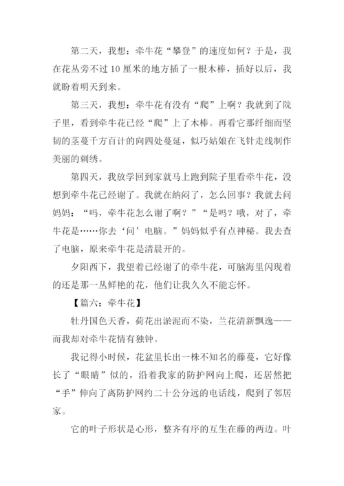 牵牛花的作文400字.docx