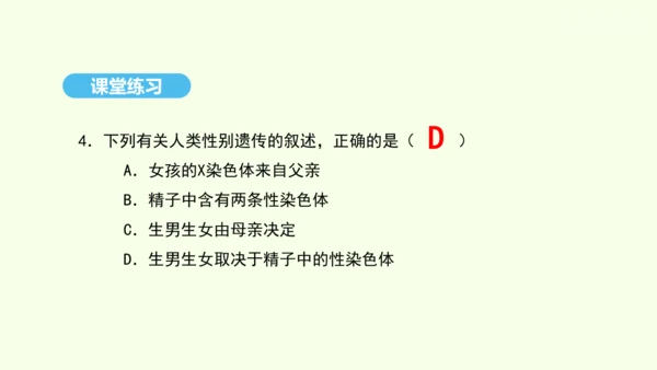 7.2.4人的性别遗传课件-人教版生物八年级下册(共31张PPT)